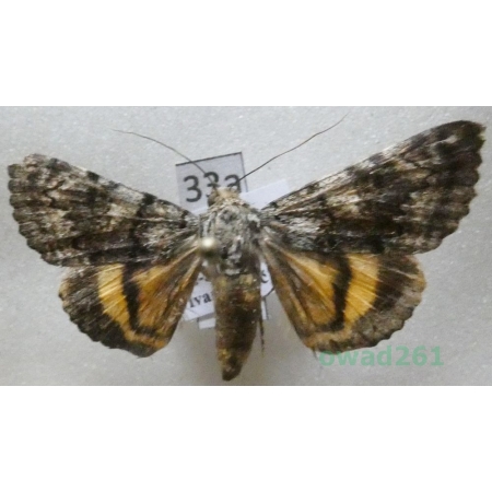 Catocala nymphagoga (Esper, 1787) Croatia33a